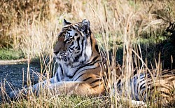 Tiger im Tiererlebnis Park Bell